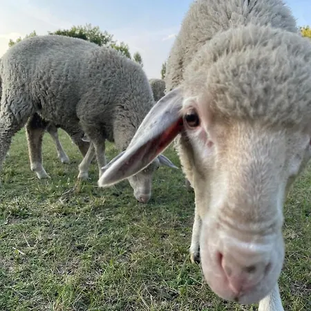 Σπίτι διακοπών Pelso Alsóörs