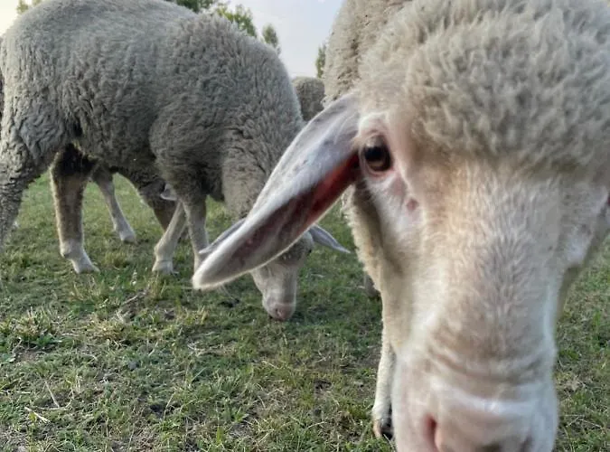 Dom wakacyjny Pelso Alsóörs